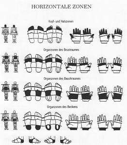 Abbildung der Horizontalen Zonen der Kopf-/Halszonen, Organzonen des Brustraums, Organzonen des Bauchraums und Organzonen des Beckens